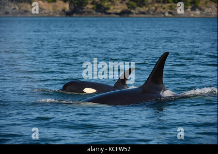 Orca fotografiert bei Haro gerade in der Nähe von Georgia Straight, Vancouver Island, BC Kanada Stockfoto