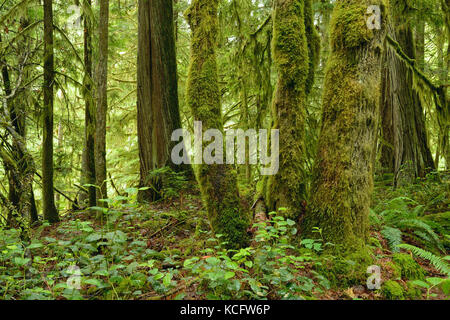 Engländer River Falls Provincial Park, Vancouver Island, BC Kanada Stockfoto