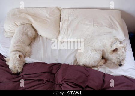 Zwei West Highland White Terrier westie Hunde schlafen auf einem unordentlichen zerknitterten Bett. Der Tröster ist in Fell bedeckt. Stockfoto