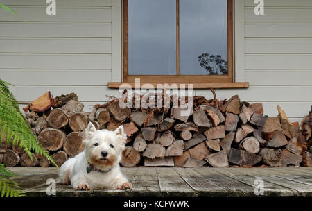 West Highland White Terrier Westie Hund auf schmutzige Deck vor der Holzstapel und weatherboard Haus anmelden Stockfoto