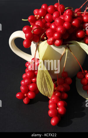 Schizandra und Blätter in die Tasse auf dem dunklen Hintergrund. Getreide der schizandra Stockfoto