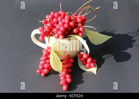 Schizandra und Blätter in die Tasse auf dem dunklen Hintergrund. Getreide der schizandra Stockfoto