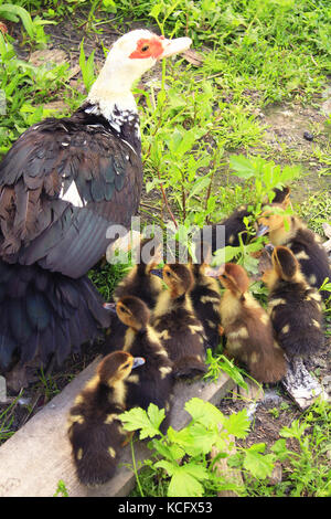 Muscovy duck Henne mit seine amüsanten Entenküken gehen auf das Gras in der Geflügel Stockfoto