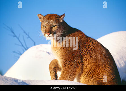 USA. Montana. Tierwelt. Mountain Lion. Stockfoto