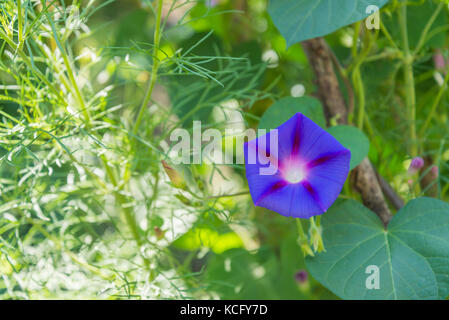 Ipomoea purpurea Morgen - Herrlichkeit Blume Stockfoto