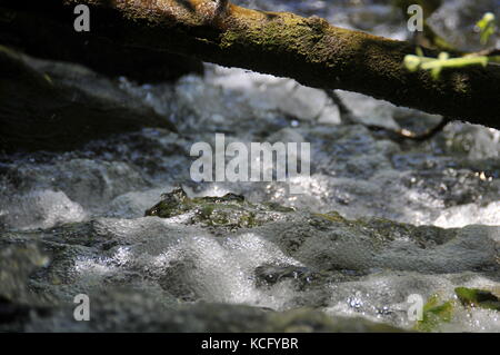 Nahaufnahme von fließendem Wasser des Dan-Baches Stockfoto