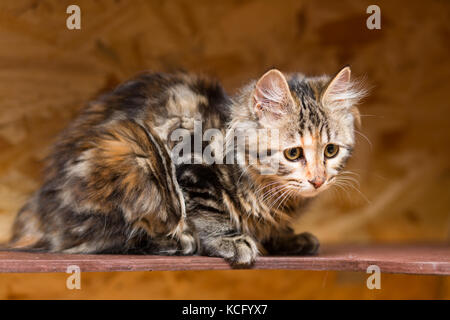 Kitten der Rasse Kurilian Bobtail Stockfoto