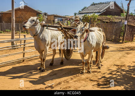 Alte burmesische Bauern reiten ein Ochsenkarren in Bagan Stockfoto