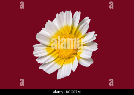 Kamille Blume überblicken Sonne auf maroon Boden zurück Stockfoto