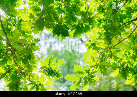 Die üppigen grünen Eiche Blätter mit Hintergrundbeleuchtung durch die untergehende Sonne in selektiven Fokus framing ein Defokussierten center. Stockfoto