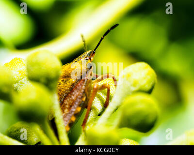 Schlehe bug (Dolycoris baccarum) - Italien Stockfoto