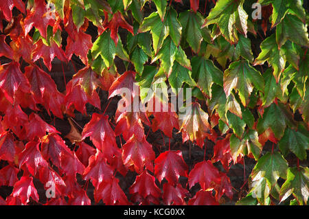 green and red colored autumn leaves Stockfoto