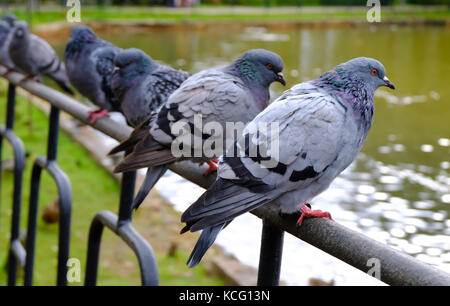 Eine Menge tauben Sitzen im City Park. Bis zu schließen. Stockfoto