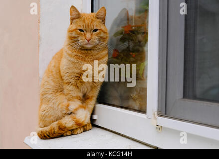 Die hübsche Obdachlose schöne Ginger rot gestreiften Katze sitzt auf der Fensterbank Stockfoto