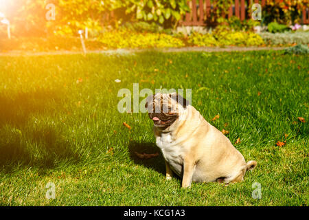 Mops Hund im Garten Stockfoto