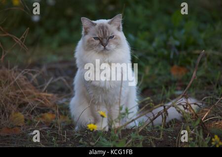 Rag Doll cat Stockfoto