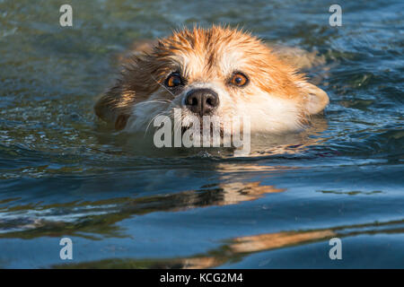 Erwachsene Welsh Corgi Hund schwimmen in einem Pool Stockfoto