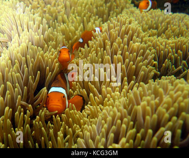 Anemonenfischen (Amphiprion percula), Russell Island, Great Barrier Reef, in der Nähe von Cairns, Queensland, Australien Stockfoto