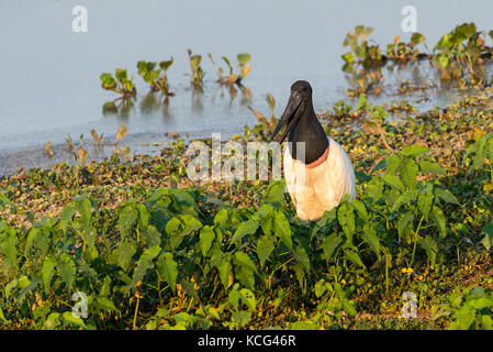 Jabiru an der Transpantaneira Road. Poconé, Mato Grosso, nördlicher Pantanal, Brasilien. Stockfoto