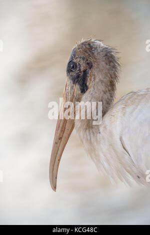 Holzstorch Jagd Fische in Porto Cercado, nördlichen Pantanal, Brasilien. Stockfoto