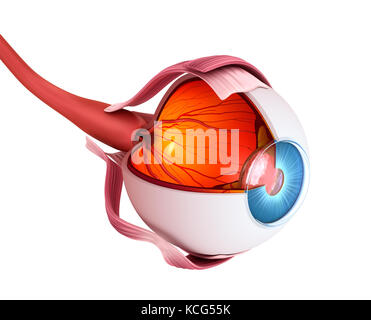 Auge Anatomie - innere Struktur, Medizinisch genaue 3D-Abbildung. Stockfoto