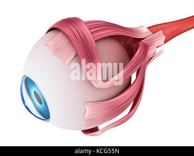 Auge Anatomie - innere Struktur, Medizinisch genaue 3D-Abbildung. Stockfoto