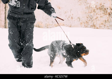 Schwarz Rottweiler metzgerhund Hund wandern während des Trainings. Wintersaison. Stockfoto