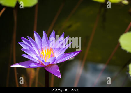 Lila Lotus Teich am Tempel in Thailand. Symbol der friedlichen. Stockfoto