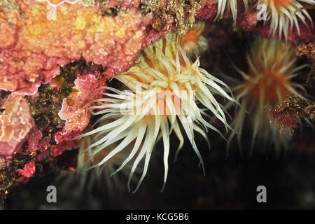 Weiß Gestreifte Anemone anthothoe albocincta auf felsigen Überhang mit rosa Kalkalgen abgedeckt. Stockfoto