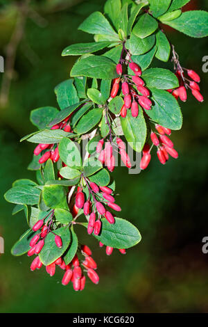Berberis, allgemein bekannt als die Berberitze, ist eine große Gattung von Laubbäumen und immergrüne Sträucher. Stockfoto