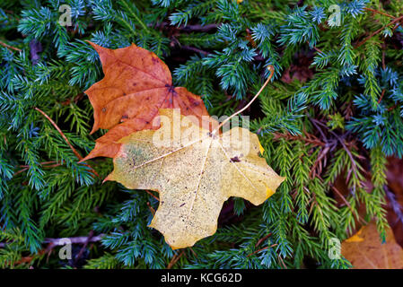 Ahornblätter auf savin Wacholder. Stockfoto