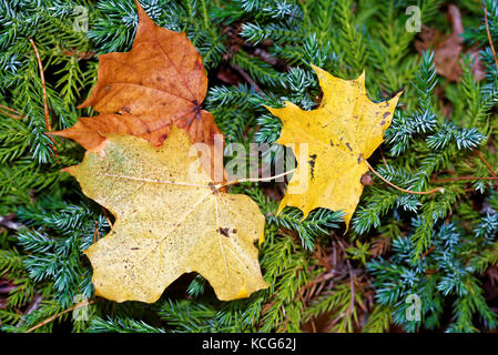 Ahornblätter auf savin Wacholder. Stockfoto