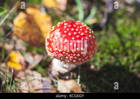 Giftige Pilze Amanita muscaria, allgemein bekannt als the fly Agaric oder amanita Fliegen wächst im Sommer europäische Wald Stockfoto
