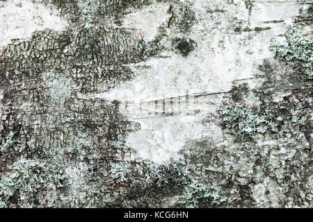 Weiß alte Birke Baumrinde mit Flechten. closeup natürlichen Hintergrund Textur Stockfoto