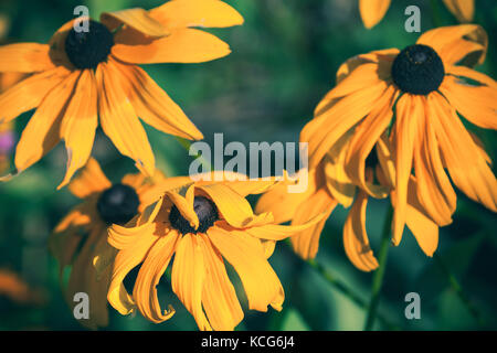 Gelbe rudbeckia oder Black Eyed Susan Blumen im Garten, Makro Foto mit selektiven Fokus und tonalen Filter Korrektur Stockfoto