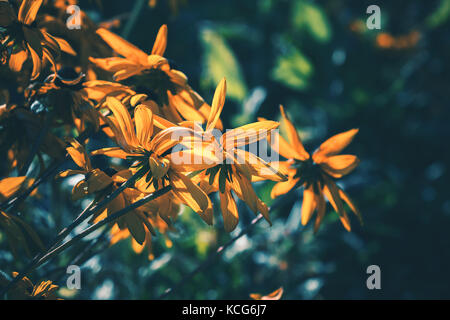 Leuchtend gelbe Rudbeckia oder Black Eyed Susan Blumen im Garten, closeup natürliche Fotos über dunklen Hintergrund mit selektiven Fokus und tonalen Filter Co Stockfoto