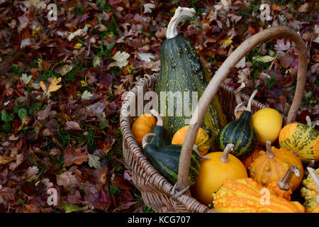 Geflochtener Korb unter fallen Weißdornblätter mit Grün, Orange und Gelb dekorative Kürbisse gefüllt Stockfoto