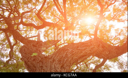 Großen alten Baum in der Sonne Licht Stockfoto