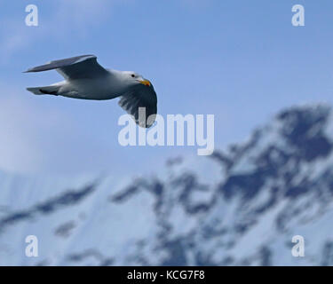 Glaucous-winged Möwe fliegen Vergangenheit schneebedeckte Berge in Alaska Stockfoto