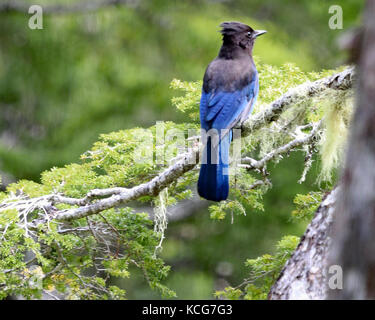 Die wunderschönen blauen stellar Jay thront auf grünen Pinien Zweig in der tongass National Forest, Alaska Stockfoto