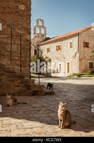 Katzen, die von einer Kirche in der Altstadt (Stari Grad) von Budva, Montenegro. Stockfoto