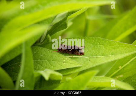 Wunderschöne goldene y Moth auf Blatt Stockfoto