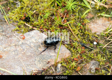 Mistkäfer auf dem Weg in den schottischen Highlands Stockfoto