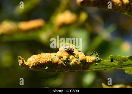 Fliegen Sie auf den sterbenden Eichenlaub - Zeichen von Herbst Stockfoto