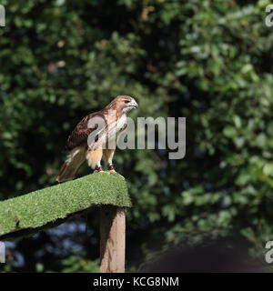 Red Tailed Hawk auch bekannt als Rot-Bussard, Chicken Hawk und Harland Hawk tailed gehockt Stockfoto