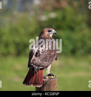 Red Tailed Hawk auch bekannt als Rot-Bussard, Chicken Hawk und Harland Hawk tailed gehockt Stockfoto