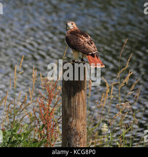 Red Tailed Hawk auch bekannt als Rot-Bussard, Chicken Hawk und Harland Hawk tailed gehockt Stockfoto