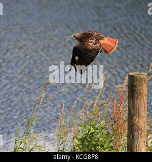 Red Tailed Hawk auch bekannt als Rot-Bussard, Chicken Hawk und Harlands Falke im Flug tailed Stockfoto