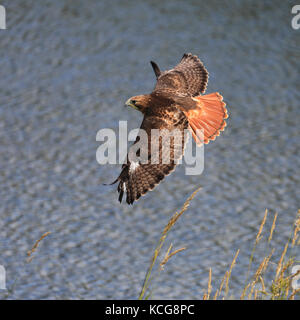 Red Tailed Hawk auch bekannt als Rot-Bussard, Chicken Hawk und Harlands Falke im Flug tailed Stockfoto