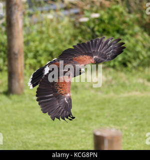 Red Tailed Hawk auch bekannt als Rot-Bussard, Chicken Hawk und Harlands Falke im Flug tailed Stockfoto